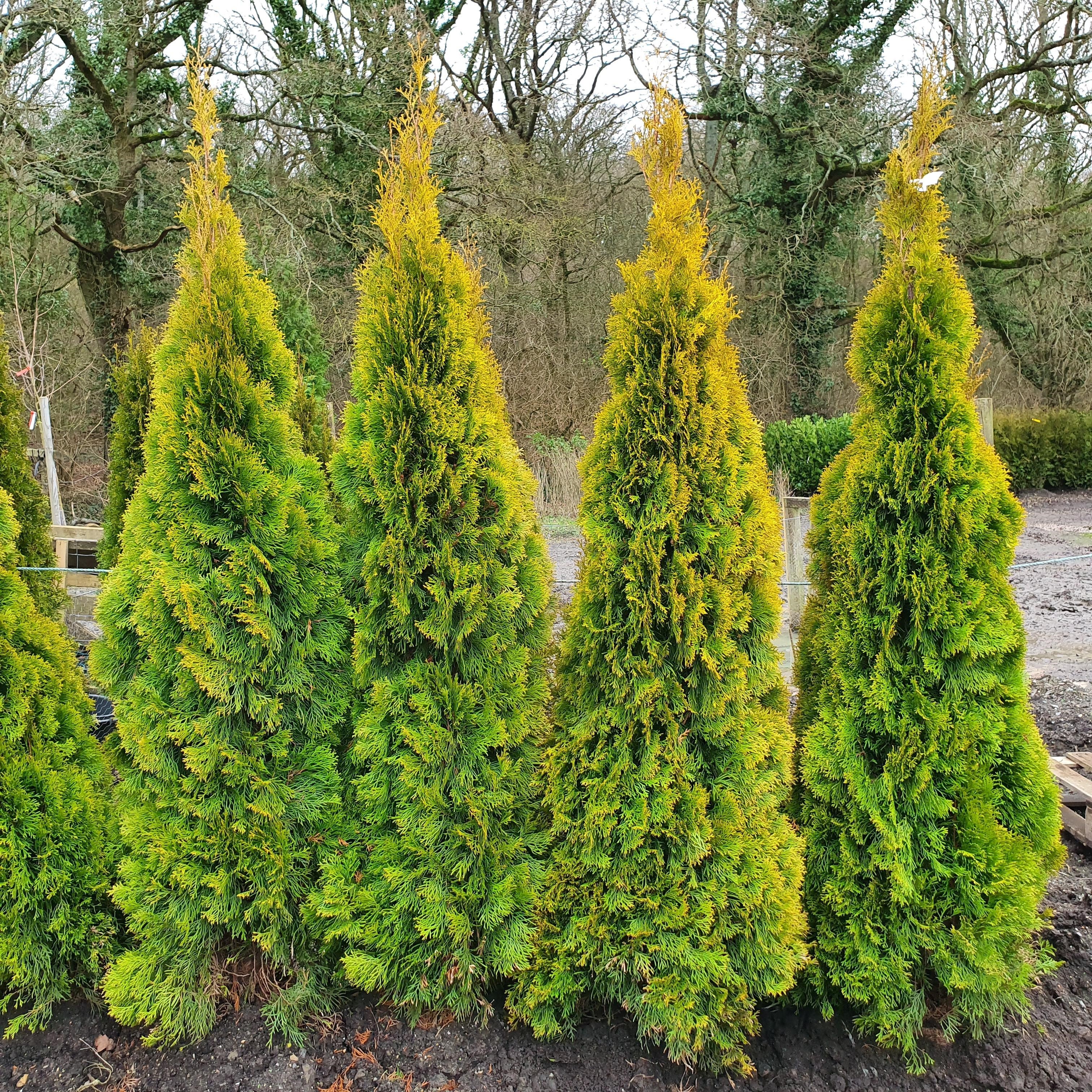 Thuja occidentalis 'Golden Smaragd'